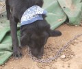 Ασπρόπυργος: Βρήκαν τον σκύλο σε άθλια κατάσταση με το κορμί του γεμάτο σκάγια